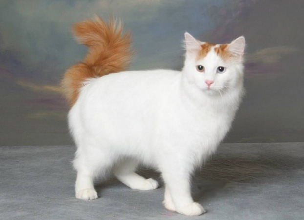 Полудлинношерстные кошки: радуга пород 4 кошки