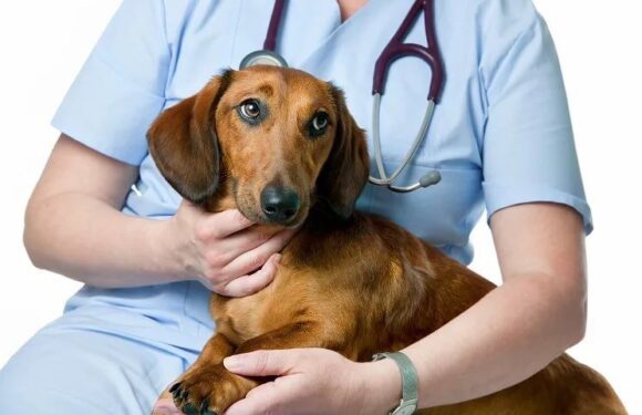 Подкожный клещ у собак (демодекоз): симптомы и лечение