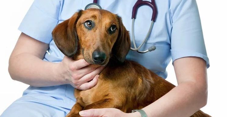 Подкожный клещ у собак (демодекоз): симптомы и лечение