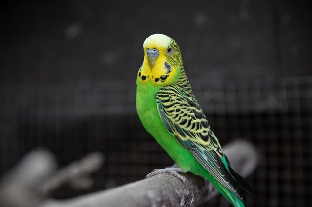 Ухаживаем за волнистым попугаем: в помощь начинающему хозяину 1 волнистый попугай
