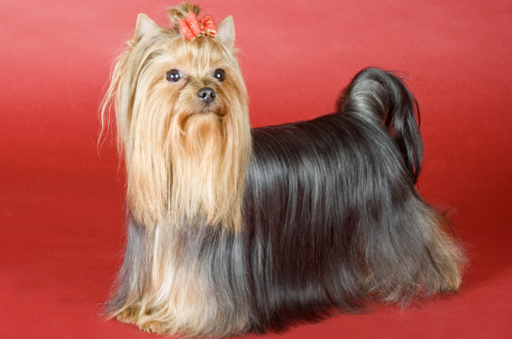 Йоркширский терьер – самая популярная в России порода собак 2