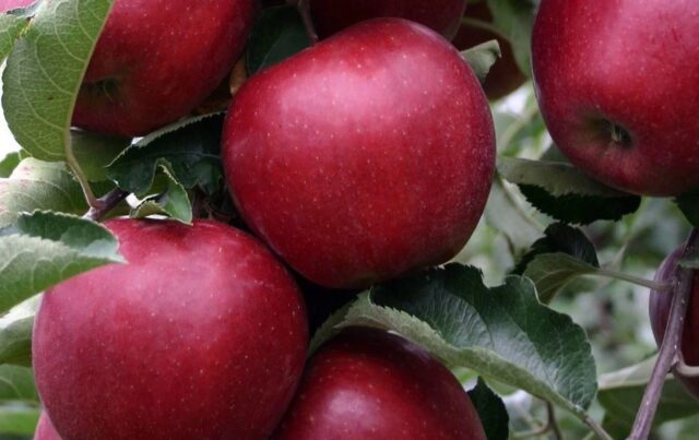Самые вкусные сорта яблок: стоит попробовать 3 сорта яблок