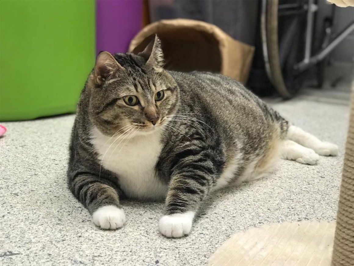 Фото толстых котов: жирные пушистики (18 Фото) 1
