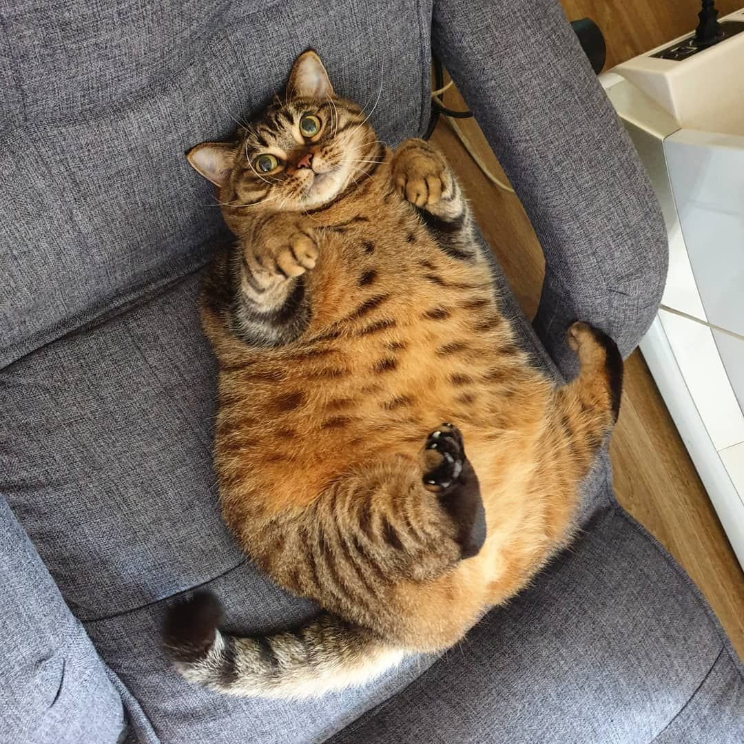 Фото толстых котов: жирные пушистики (18 Фото) 2