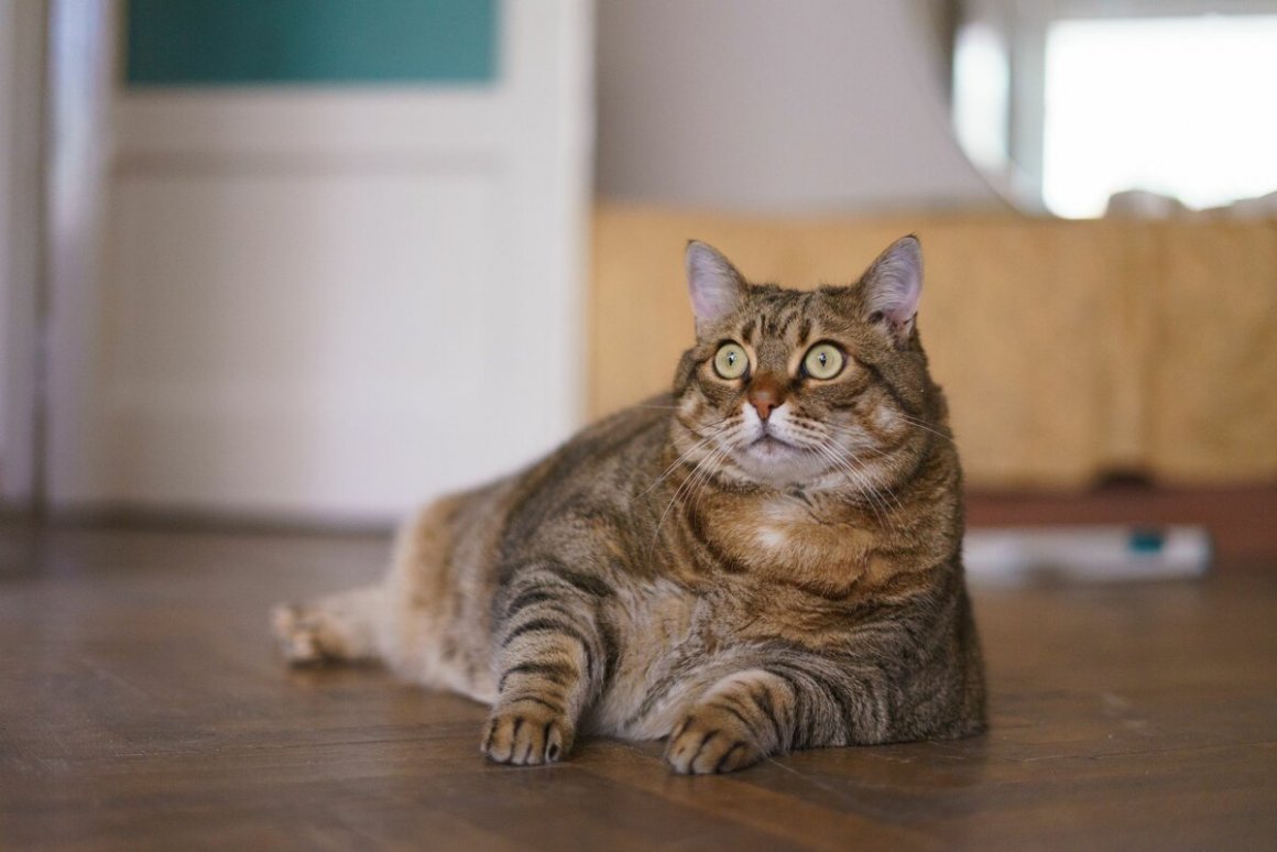 Фото толстых котов: жирные пушистики (18 Фото) 3