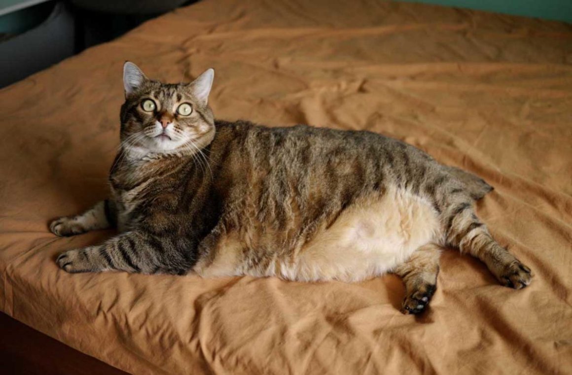 Фото толстых котов: жирные пушистики (18 Фото) 6