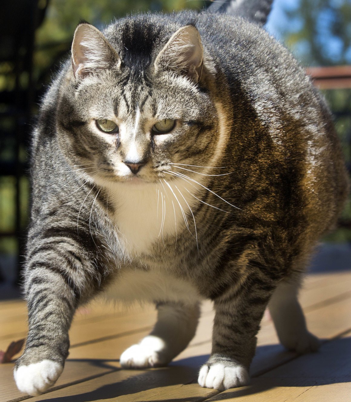 Фото толстых котов: жирные пушистики (18 Фото) 9