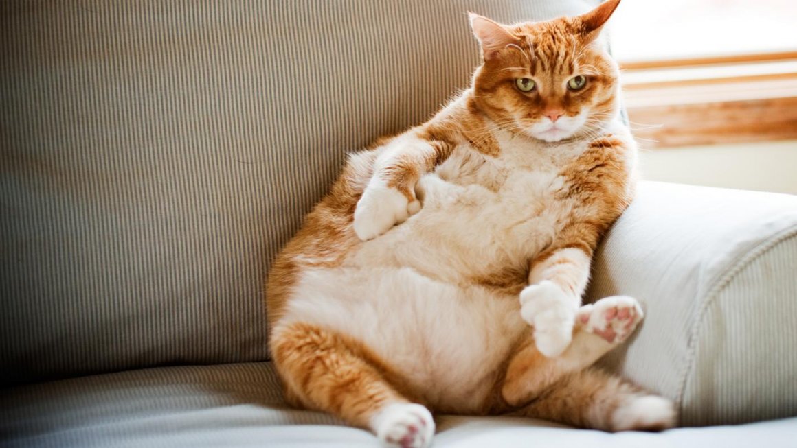 Фото толстых котов: жирные пушистики (18 Фото) 12