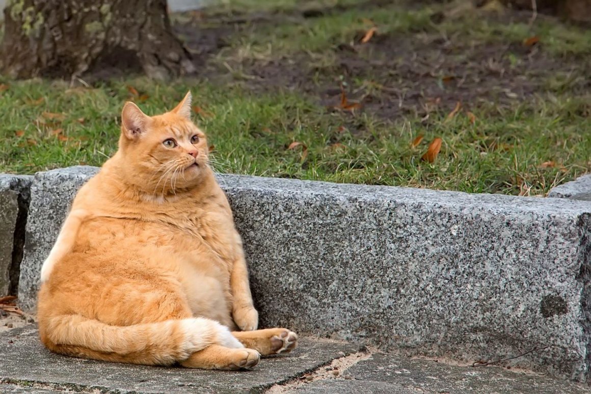 Фото толстых котов: жирные пушистики (18 Фото) 13