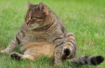 Фото толстых котов: жирные пушистики (18 Фото)