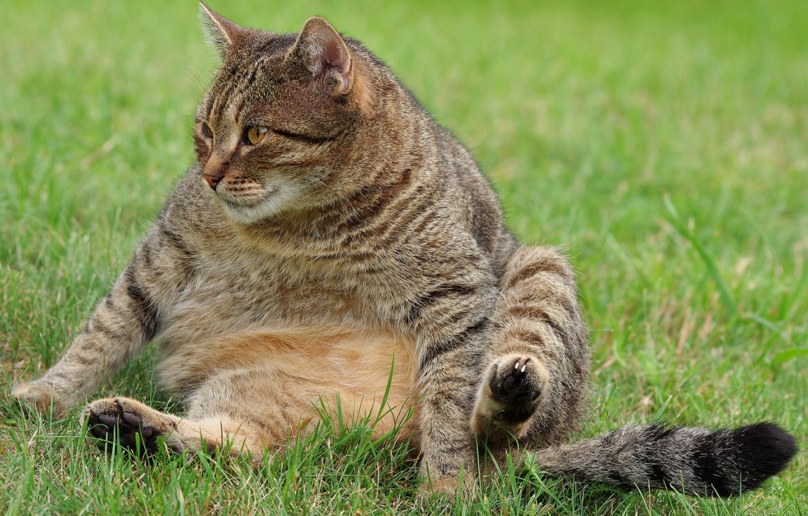 Фото толстых котов: жирные пушистики (18 Фото) 14