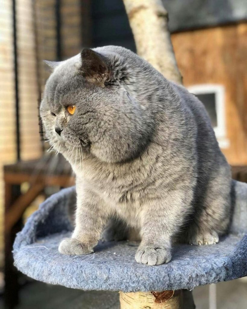 Фото толстых котов: жирные пушистики (18 Фото) 15 толстые коты