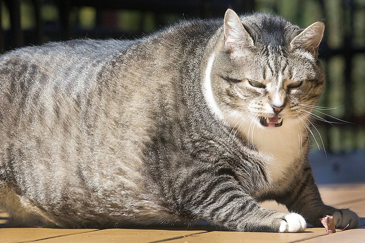 Фото толстых котов: жирные пушистики (18 Фото) 16