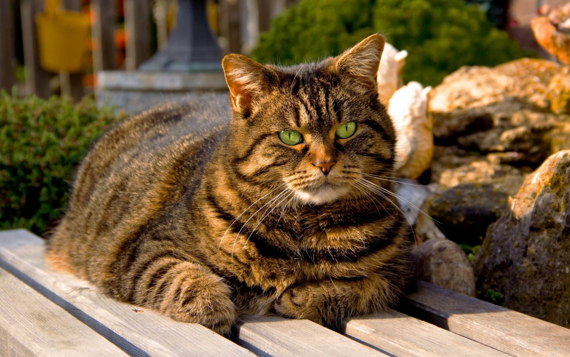 Фото толстых котов: жирные пушистики (18 Фото) 17 толстые коты