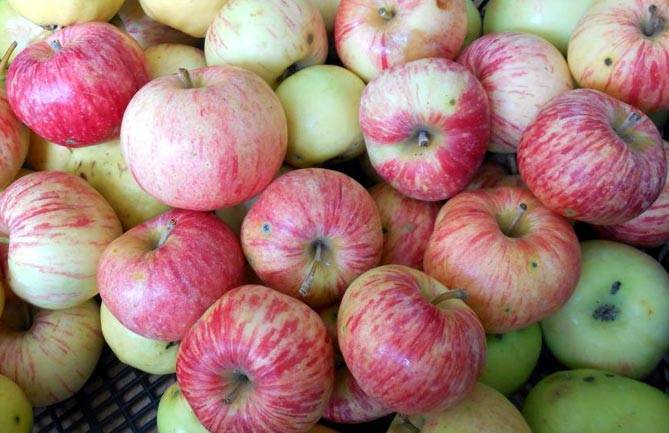 Самые вкусные сорта яблок: стоит попробовать 4 сорта яблок