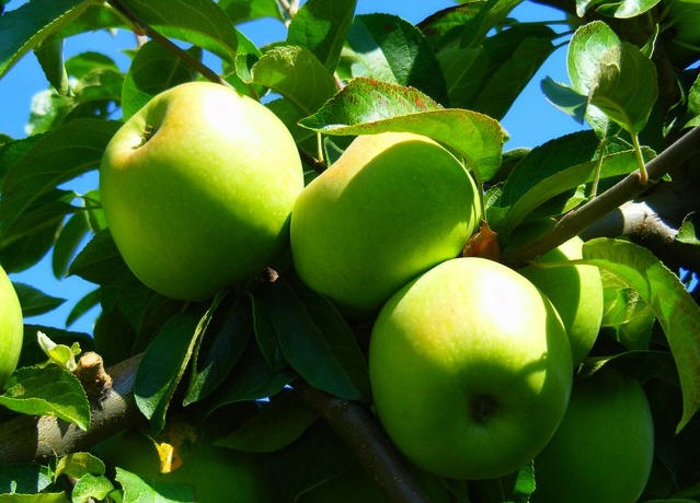 Самые вкусные сорта яблок: стоит попробовать 7 сорта яблок