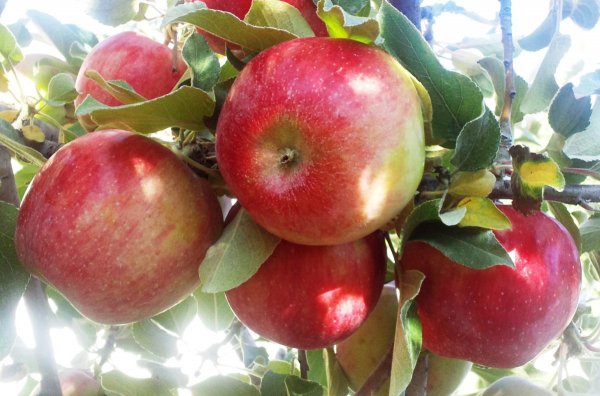 Самые вкусные сорта яблок: стоит попробовать 8 сорта яблок