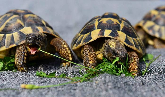 Что едят черепахи: теперь можно кормить 1