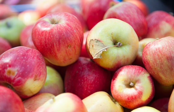 Самые вкусные сорта яблок: стоит попробовать
