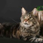 Мейн-кун — всё об экзотической породе кошек 5 укусила оса