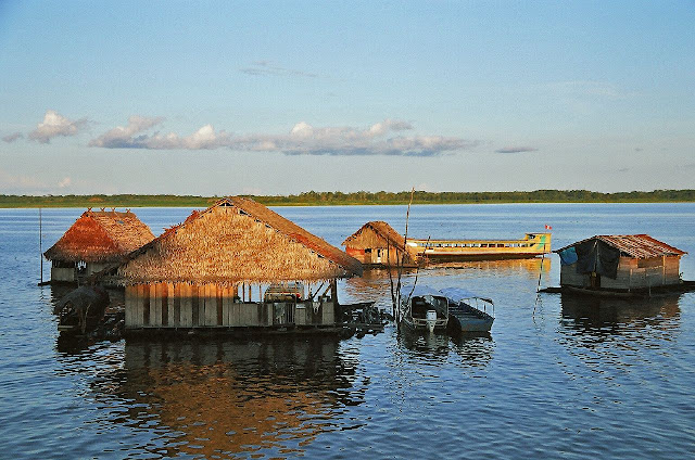 Дикая природа Амазонки (19 Фото): чарующие кадры 9 Дикая природа Амазонки