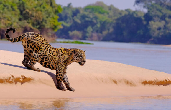 Wildlife of the Amazon (19 Photos): enchanting shots