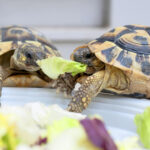 Что едят черепахи: теперь можно кормить 14 Девушки на шпагате