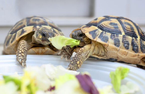 Что едят черепахи: теперь можно кормить