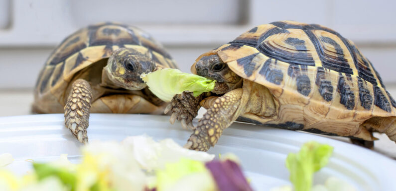 Что едят черепахи: теперь можно кормить