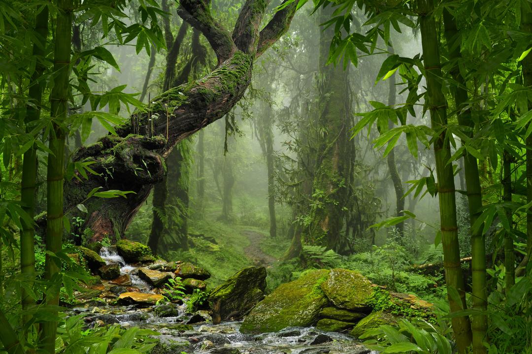 Дикая природа Амазонки (19 Фото): чарующие кадры 14 Дикая природа Амазонки