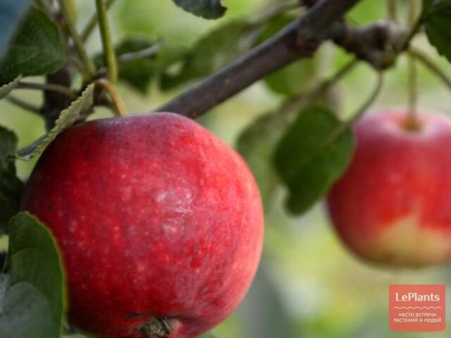 Самые вкусные сорта яблок: стоит попробовать 9