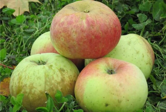 Самые вкусные сорта яблок: стоит попробовать 10
