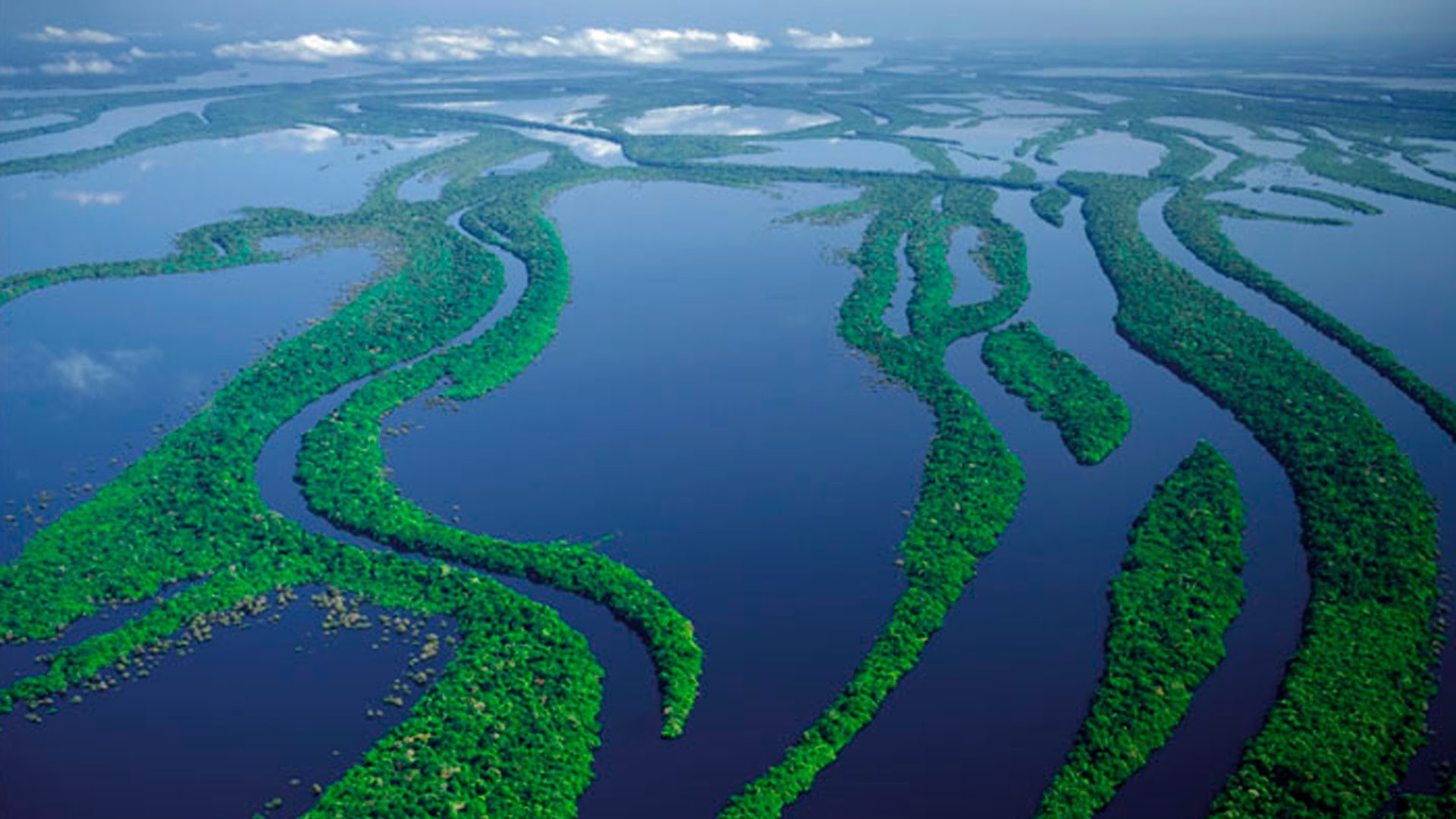 Дикая природа Амазонки (19 Фото): чарующие кадры 10