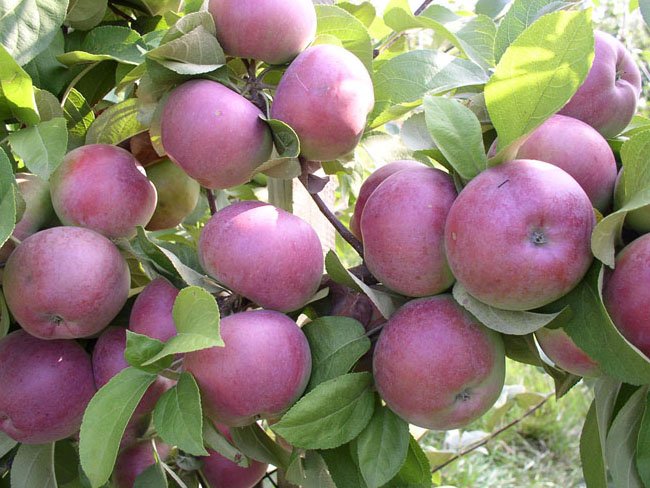 Самые вкусные сорта яблок: стоит попробовать 5 сорта яблок