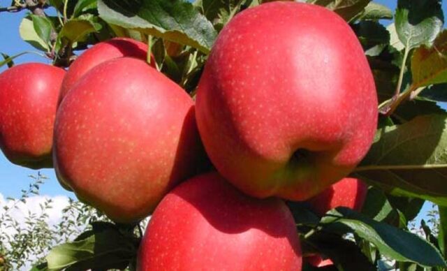 Самые вкусные сорта яблок: стоит попробовать 2 сорта яблок