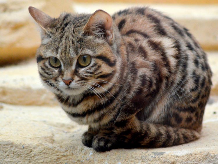 Муравьиный тигр: всё об экзотической кошке 1 кошки