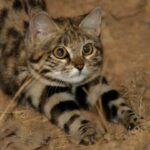 Муравьиный тигр: всё об экзотической кошке 12 кошки