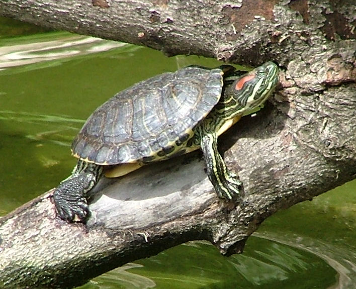 Красноухая черепаха: уход и содержание экзотического зверька 1 красноухая черепаха