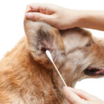 Ушной клещ у собак: симптомы и лечение 8 собака