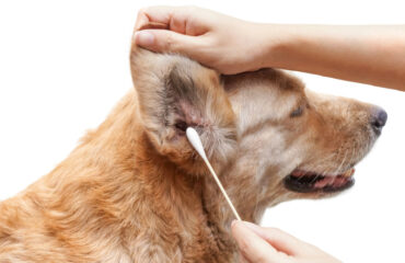 Ушной клещ у собак: симптомы и лечение