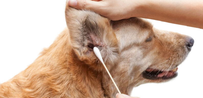 Ушной клещ у собак: симптомы и лечение