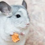 Features of caring for chinchillas: what they eat, how long they live, and more
