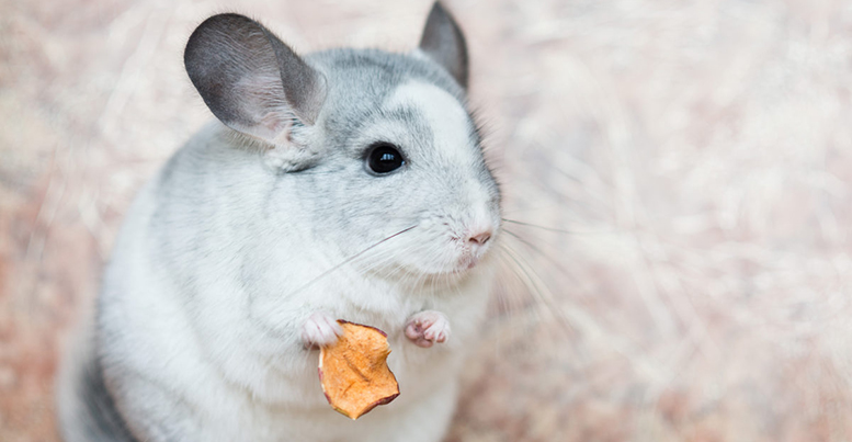Особенности ухода за шиншиллами: что едят, сколько живут и другое ...
