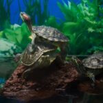 Красноухая черепаха: уход и содержание экзотического зверька 4 Девушки улыбаются