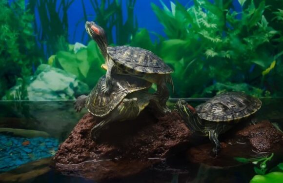 Red-eared turtle: care and maintenance of an exotic animal