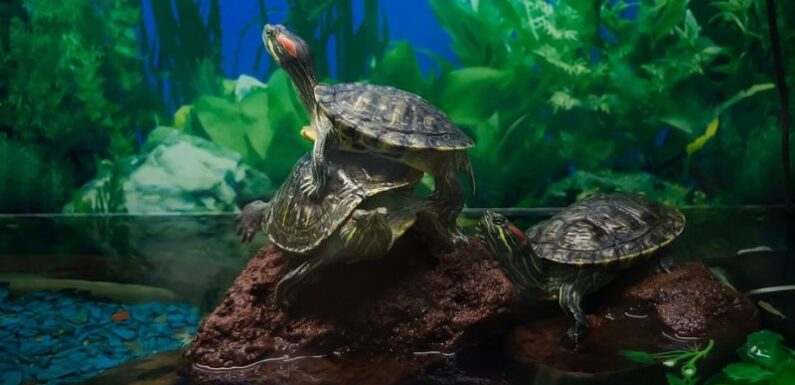 Красноухая черепаха: уход и содержание экзотического зверька