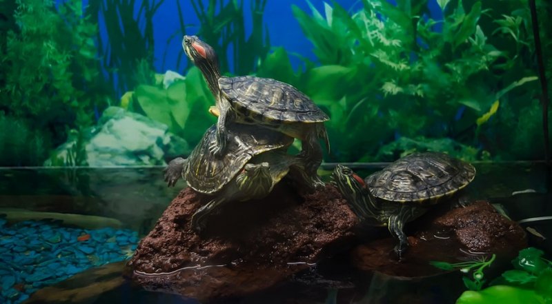 Красноухая черепаха: уход и содержание экзотического зверька 4