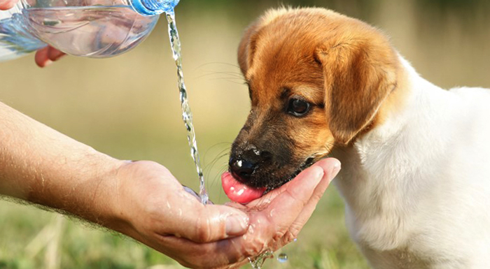 Собака пьет много воды: причины, рекомендации 1