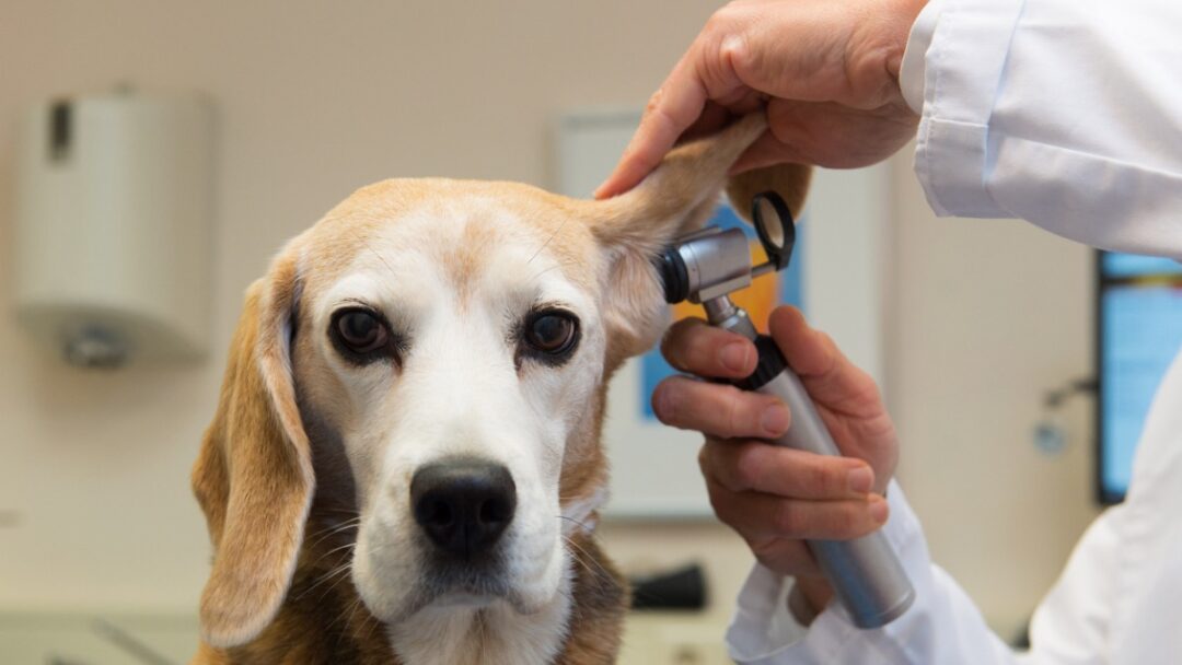 Ушной клещ у собак: симптомы и лечение 1