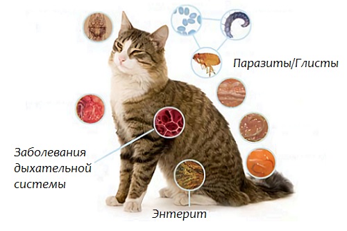 Как понять что у кошки глисты (Гельминтоз) 1 глисты